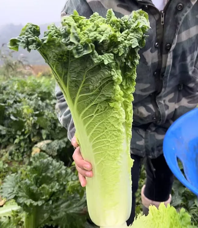 现砍现发贵州高山露天自然生长青口白白菜新鲜蔬菜
