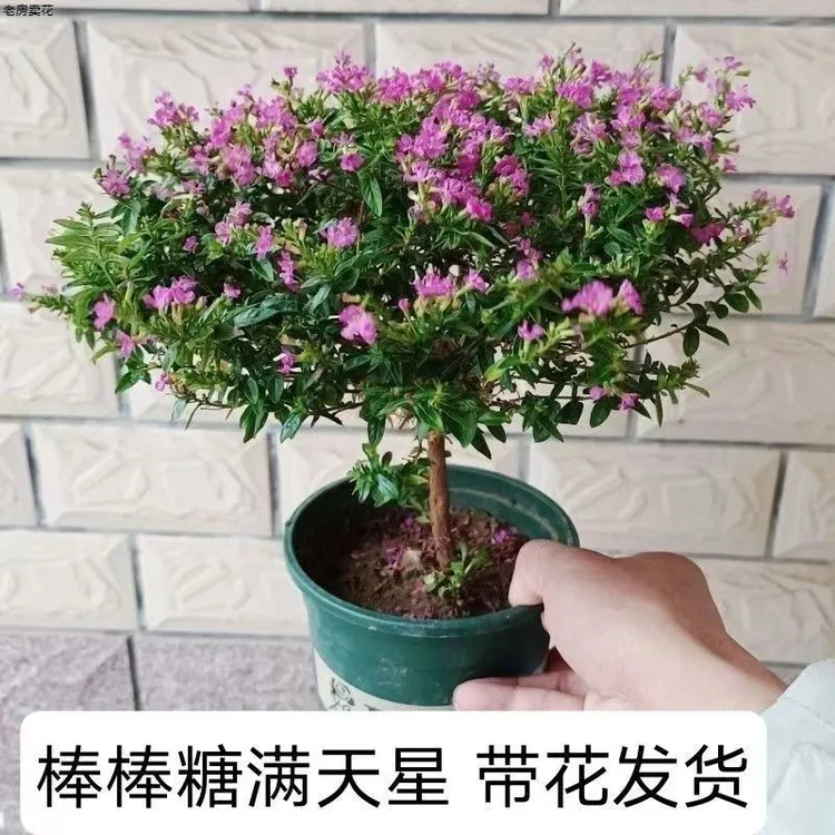 【独杆满天星】天盆栽棒棒糖造型庭院阳台四季开花植物