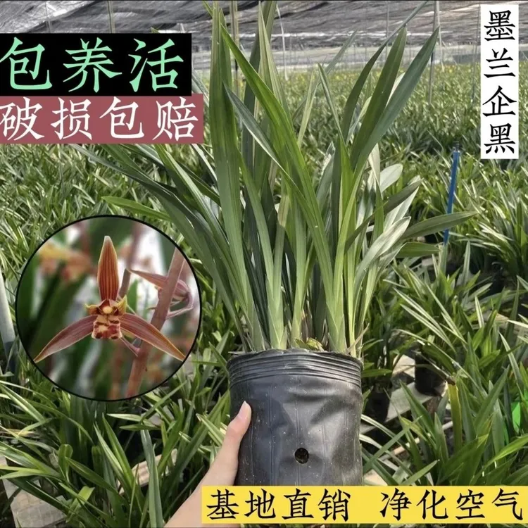 【原盆原土】墨兰企黑浓香绿叶除甲醛好易养绿植报岁兰花