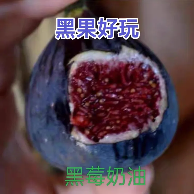 高端新品种无花果盆苗 阳台 庭院 爱上无花果 包对版