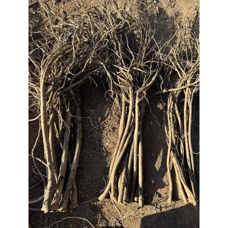 甘肃原产地黄芪可煲汤炖肉养生滋补食材