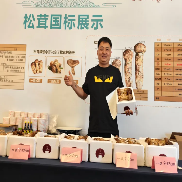 松茸新鲜松茸现挖现发煲汤炖鸡煎烤野生食用菌