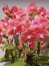 稀少品种 2个花剑   【彩月蝴蝶兰】花期6_7个月 