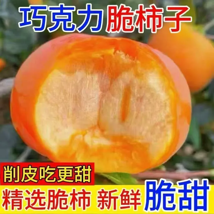 正宗无核阳丰脆柿不涩口脆甜多汁巧克力柿子香甜美味水果2斤起