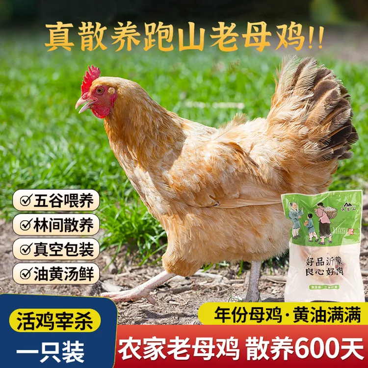 沂蒙山散养600天农家老母鸡纯种土鸡活鸡屠宰保留内脏谷物喂养