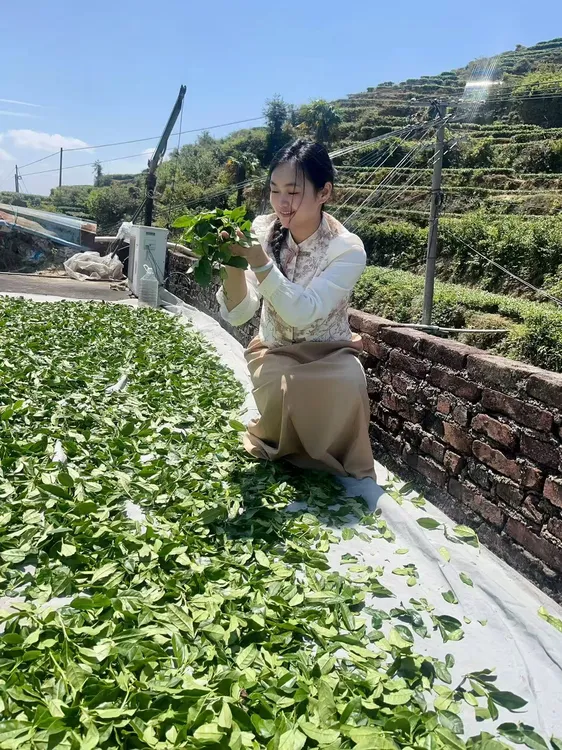 铁观音2025秋茶新茶兰花香