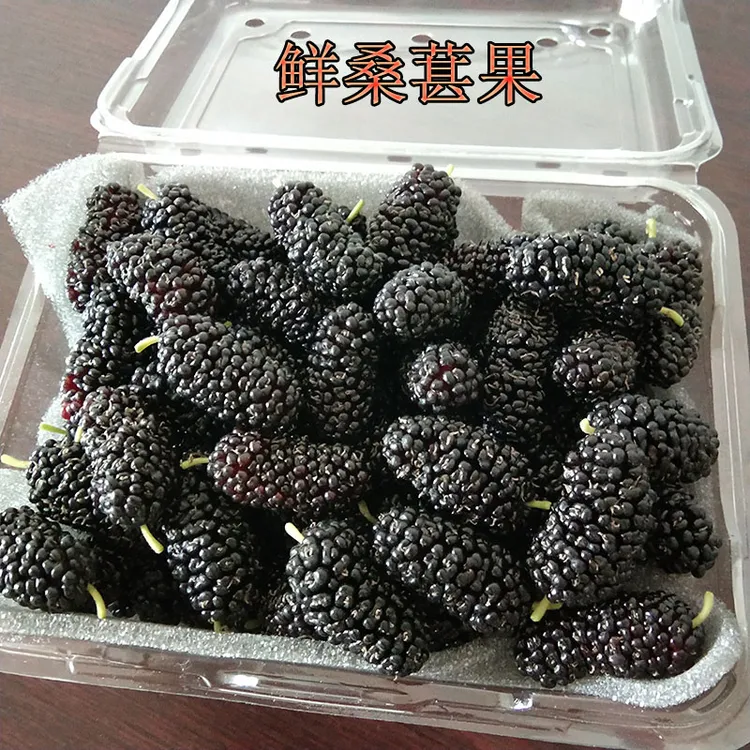 鲜桑葚果桑椹水果