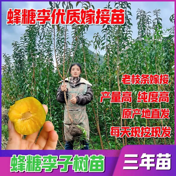 【三年苗】贵州六马正宗蜂糖李嫁接果树苗直径1.5公分起苗 现挖现发