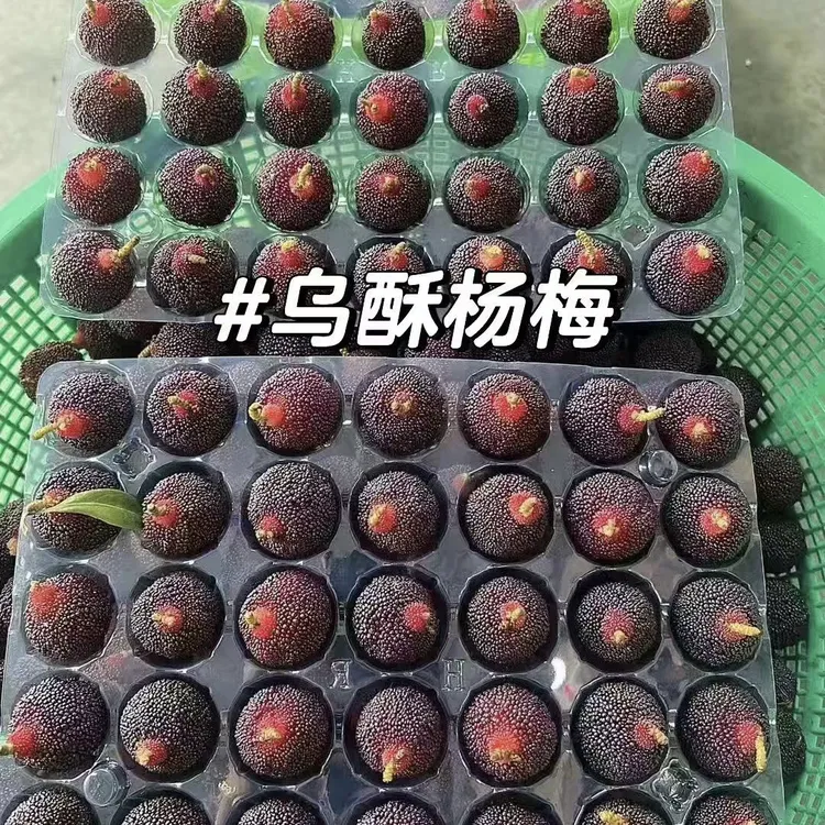 潮汕金灶乌酥杨梅 中果酥核 两斤装顺丰包邮