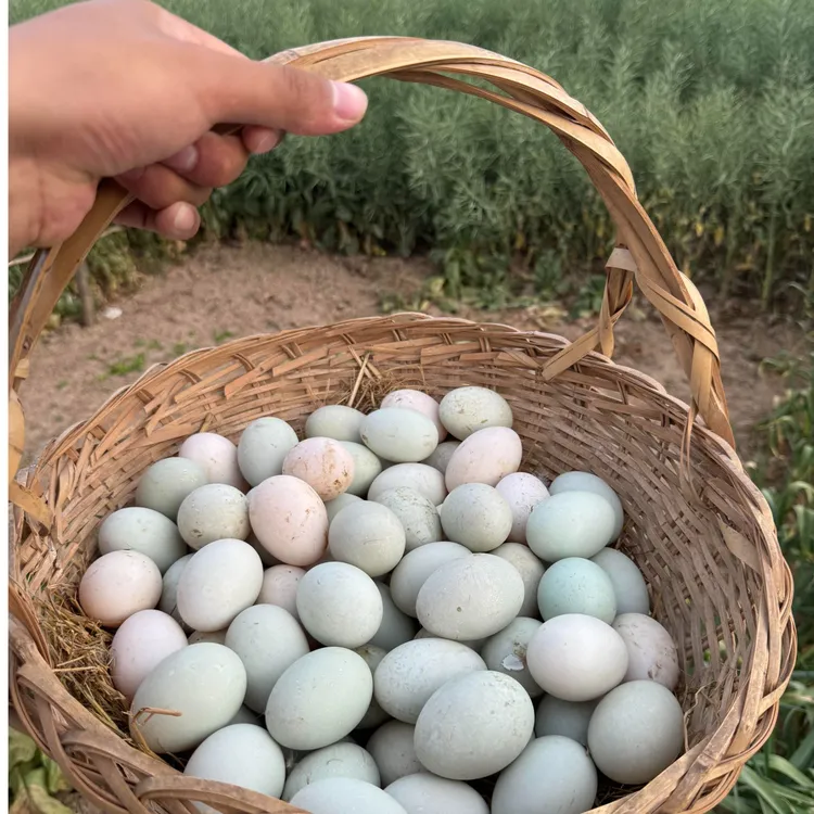 【农家土鸭蛋】四川稻田散养鸭蛋 新鲜现捡现发鸭蛋 30枚