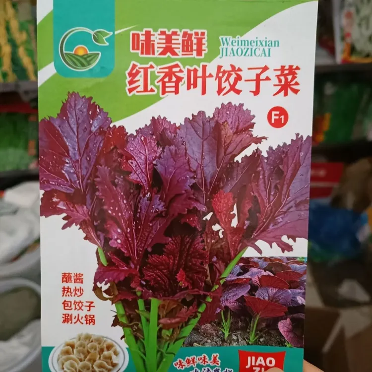 【红香叶饺子菜种子】四季种植盆栽地栽阳台小院种植