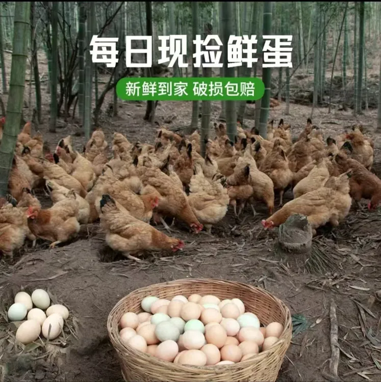 顺丰包邮山野土鸡蛋