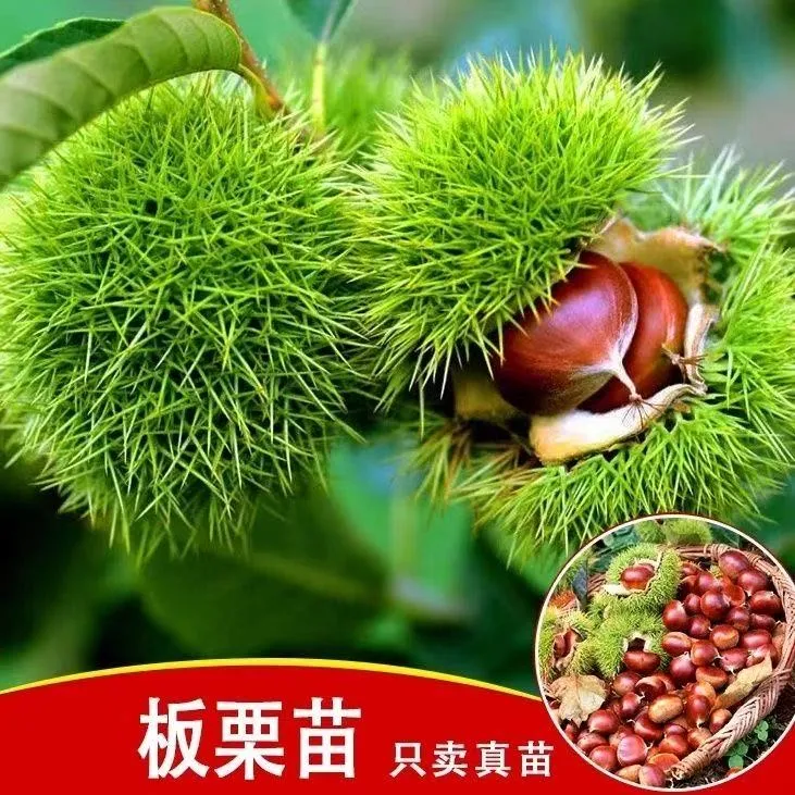 良种板栗果树苗嫁接大红袍板栗树果苗南北方种植当年结果嫁接耐寒