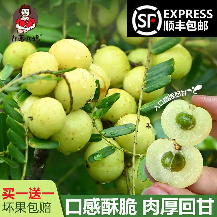 【潮汕大妈】买一送一【不甜】油甘子现摘新鲜牛甘果余甘果油柑两斤
