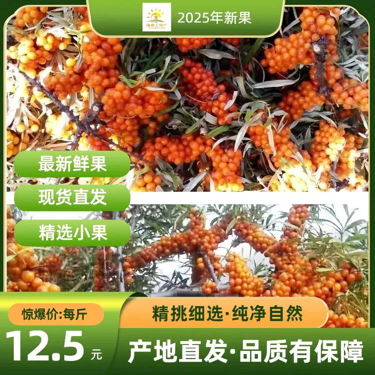 【精选沙棘鲜果】2025年新果野外生长小果非大果人工精选可榨原浆