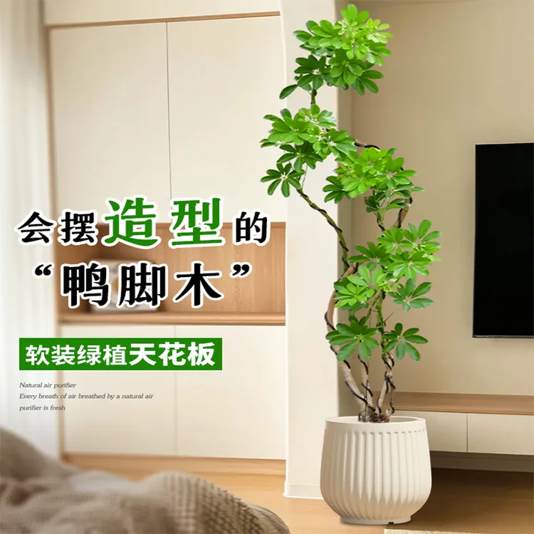 直播第一名造型鸭脚木植物客厅大盆栽鸭掌木鹅掌柴室内大型绿植