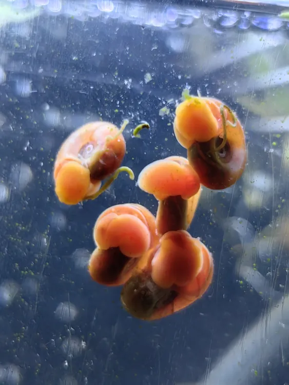 苹果螺观赏螺大号除藻清洁鱼缸淡水草工具螺