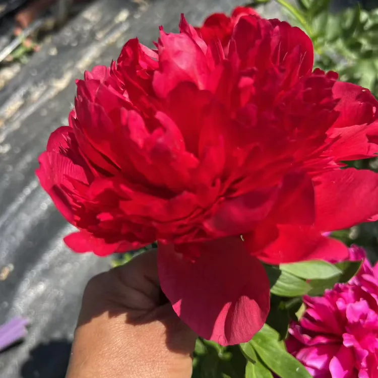 芍药花   戴安娜公园