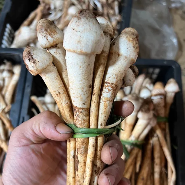 云南 新鲜野生谷堆菌 （白鸡枞）炖汤清甜 顺丰包邮