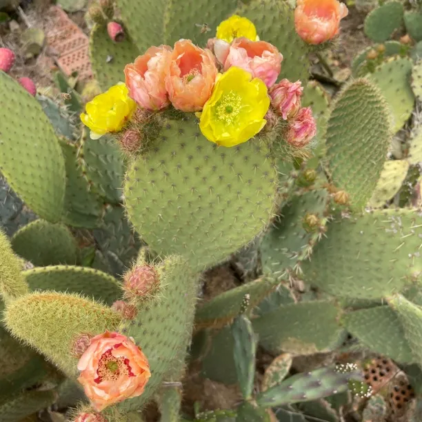 多色变色花大型钢钉岛掌仙人掌团扇叶片稀有植物多肉盆包对版