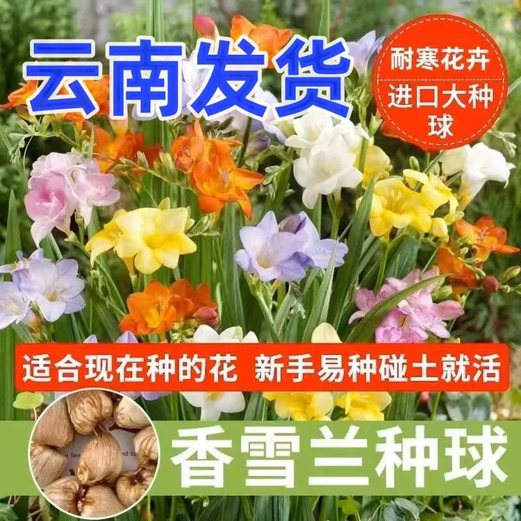 重瓣香雪兰种球盆栽大球四季开花易活小苍兰室内外好养活耐寒花卉