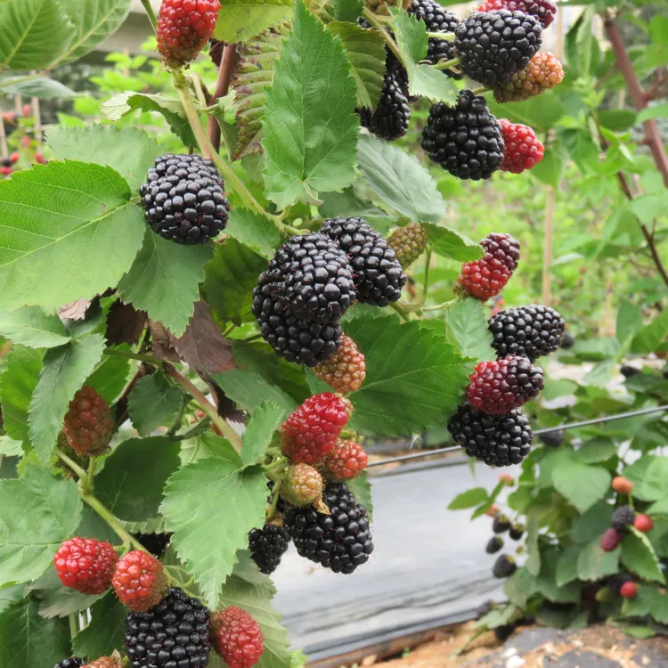 黑莓01果树苗【养死包赔】耐寒，浇水就活室内、阳台、庭院绿植盆栽
