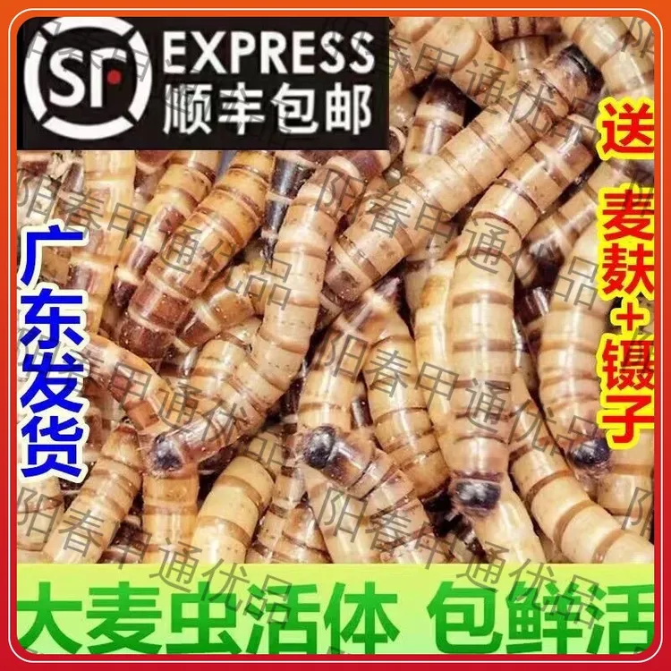 【顺丰包邮】活体新鲜大麦虫广东发货宠物鱼类鸟类龟类鼠类饲料