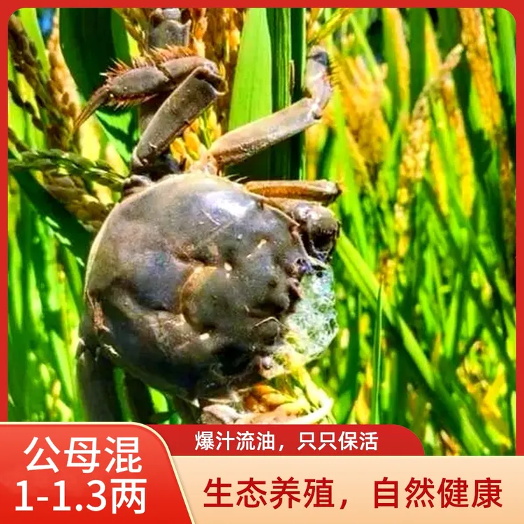 【活蟹】盘锦河蟹（1-1.3两）公母混合2.5斤（22-24只）顺丰包邮