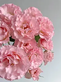 婵之语  优选人鱼公主   多头玫瑰