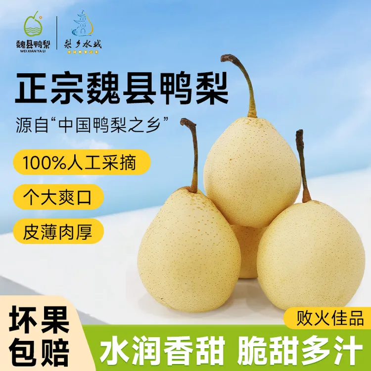 正宗魏县鸭梨新鲜采摘现摘现发爆甜多汁酥脆梨子