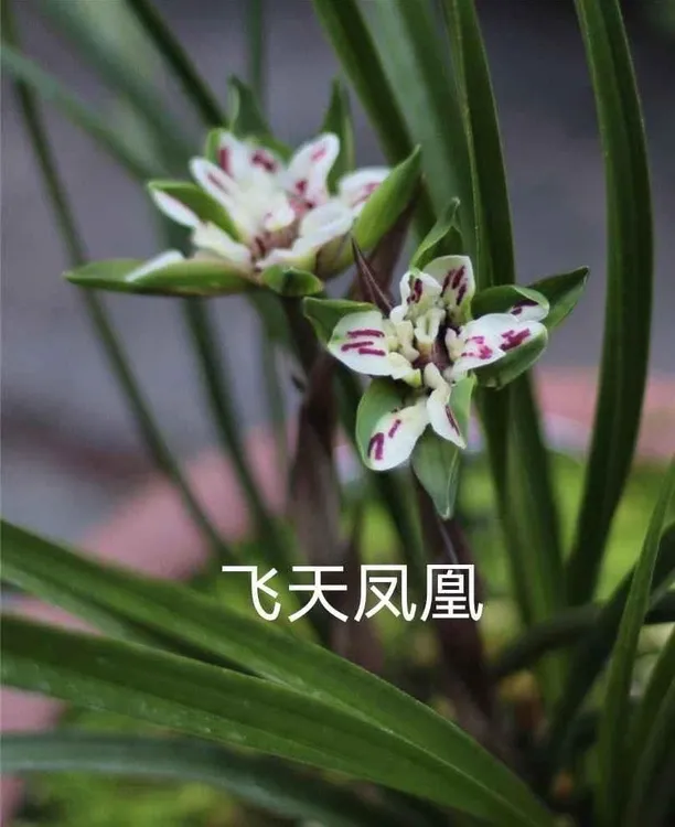 精品国兰 春兰【飞天凤凰】室内外绿植花卉盆栽易养活