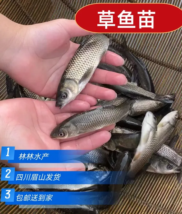 四川 草鱼 淡水养殖 四川眉山发货