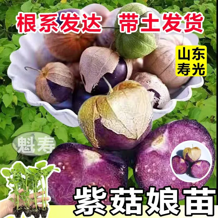 大果紫姑娘果苗秧带士发货大鼻子菇娘果种子四季春秋南北方易种苗