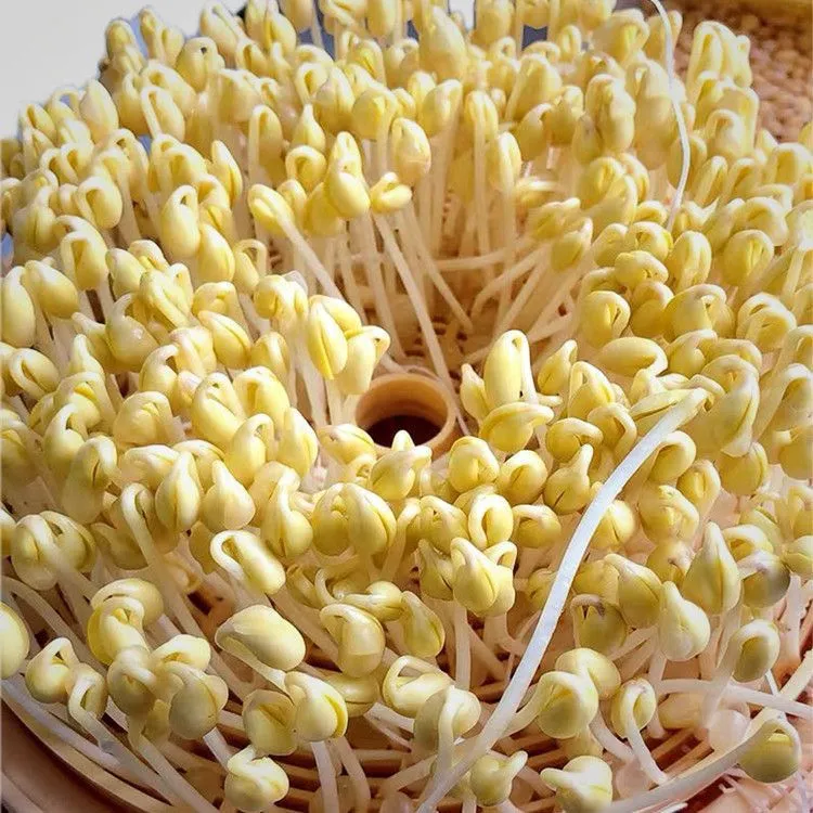 2025年新粮东北非转基因690小粒芽豆发芽黄豆做纳豆专用厂家直销