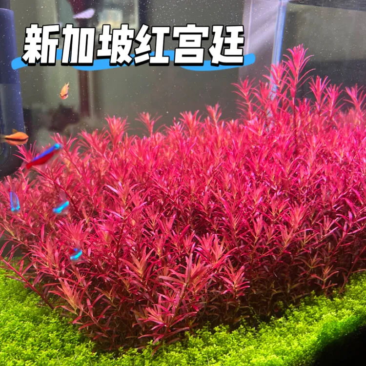 【新加坡红宫廷】易发色后景草鱼缸造景养鱼新手水草