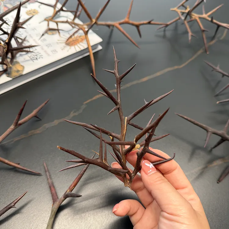 正宗野生皂角刺天然植物干树枝可DIY花束永生花家居布景装饰摆件