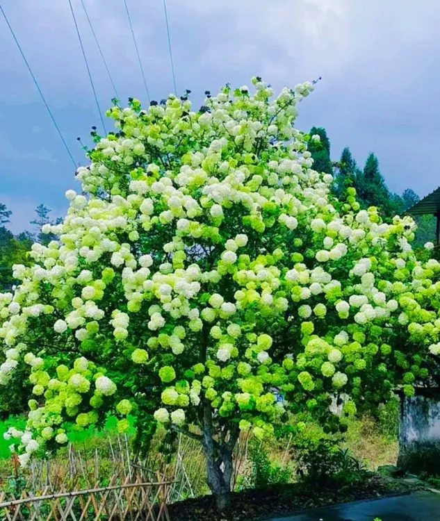 中华木绣球大花斗球耐热耐寒适合庭院阳台盆栽花卉网红花卉