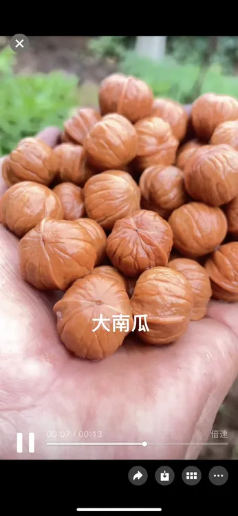 猴头核桃鲨鱼鳍土豪核桃散籽男女佛珠