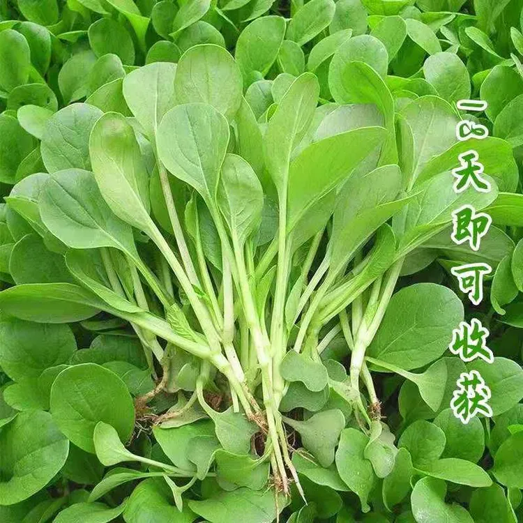 鸡毛菜种子种籽蔬菜易种易活四季阳台盆栽青菜孑室外速生小白菜籽