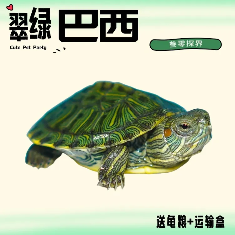 【每只2-3厘米】巴西龟翠绿红耳深水送龟粮包邮包活