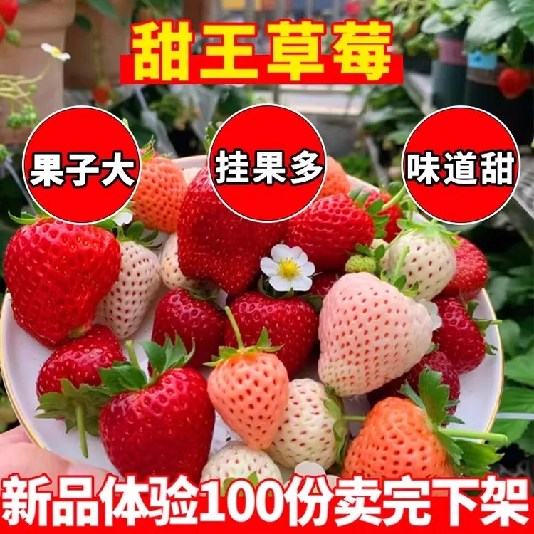 草莓苗四季种植盆栽地栽耐寒冬季结果