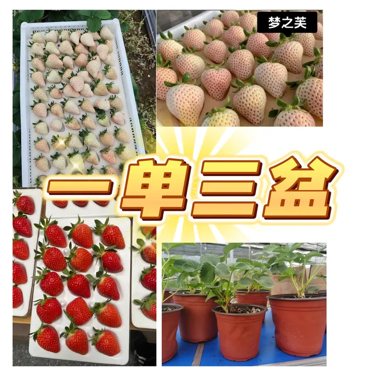 （三色套装）草莓盆栽一单三盆红白粉各一盆。带果