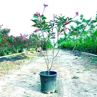 琴叶珊瑚花卉绿植大型室内盆栽落地四季好养活阳台庭院造景高级感