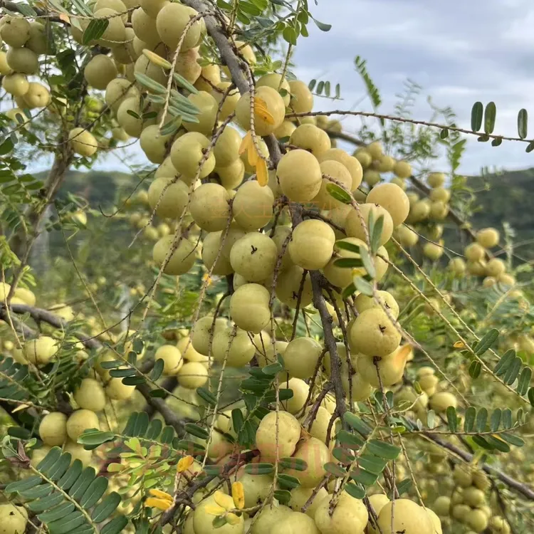 潮汕新鲜采摘柿油柑丙甜油甘果南果梨当季水果生吃回甘无任何添加