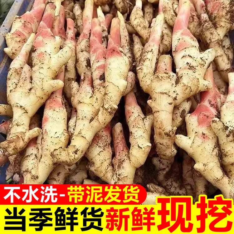 新鲜现挖山东红芽嫩姜可腌制泡姜的鲜嫩子姜仔姜生姜脆嫩