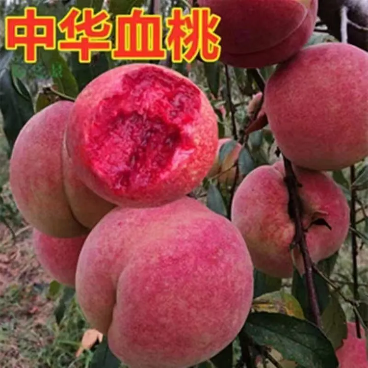 嫁接桃树苗中华血桃树苗耐寒南北方盆栽地栽当年结果一物一拍