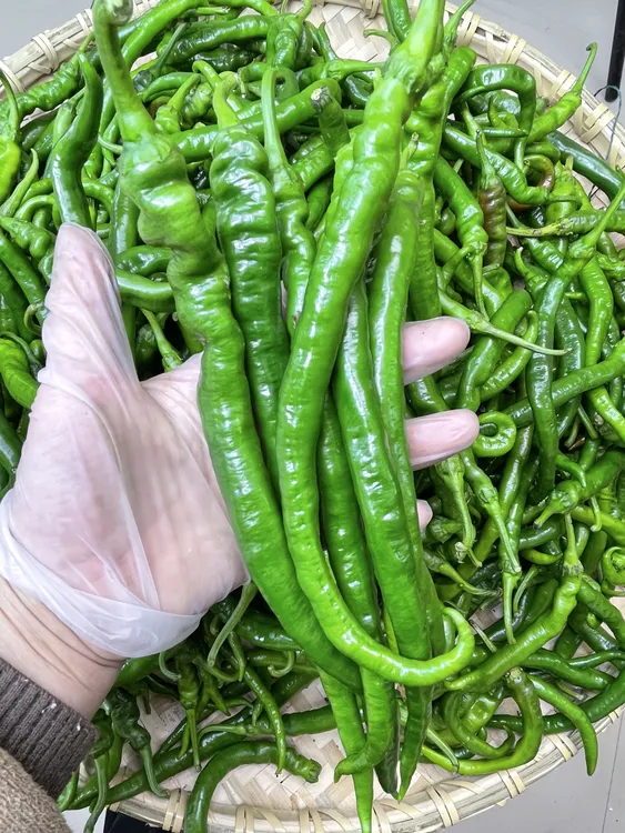 湖南新鲜现摘皮薄软香中辣以上青椒（辣椒炒肉必备）