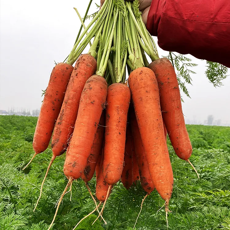 2025新鲜胡萝卜脆甜可口现挖新鲜胡萝卜带箱5/9斤