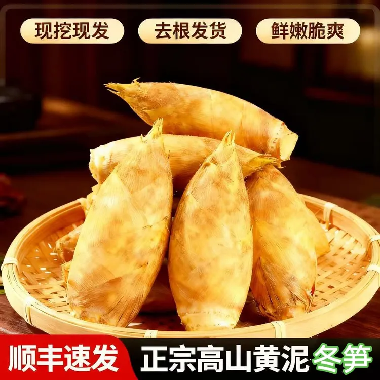 新鲜现挖冬笋广西桂林高山黄泥笋野生去老根顺丰发货脆嫩两头尖