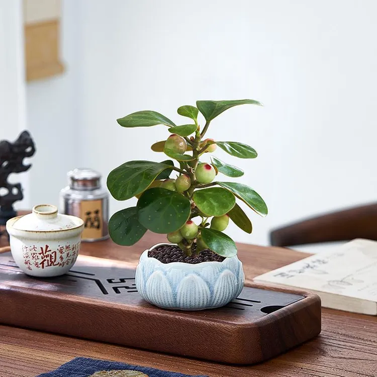 菩提树盆栽带果室内茶几桌面禅意植物摆件办公室好养绿植花卉